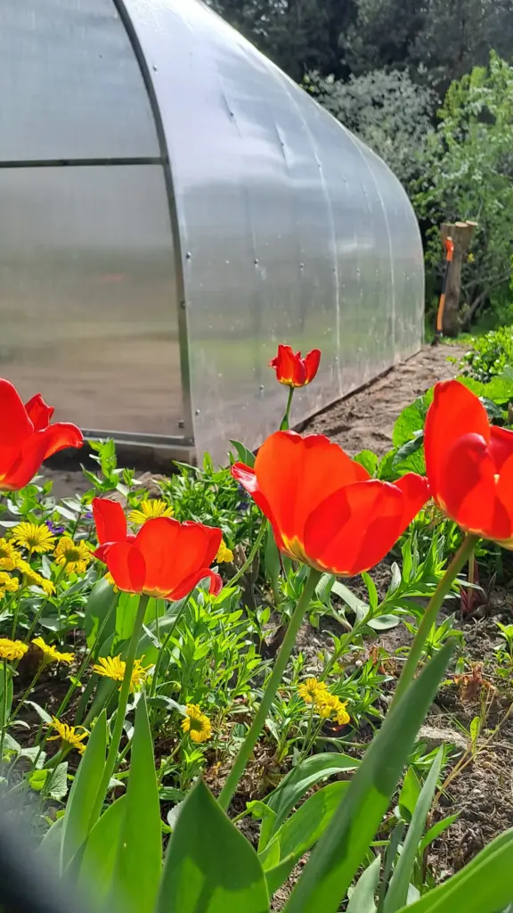Szklarnia ogrodowa z poliwęglanu Wizna - Antiga